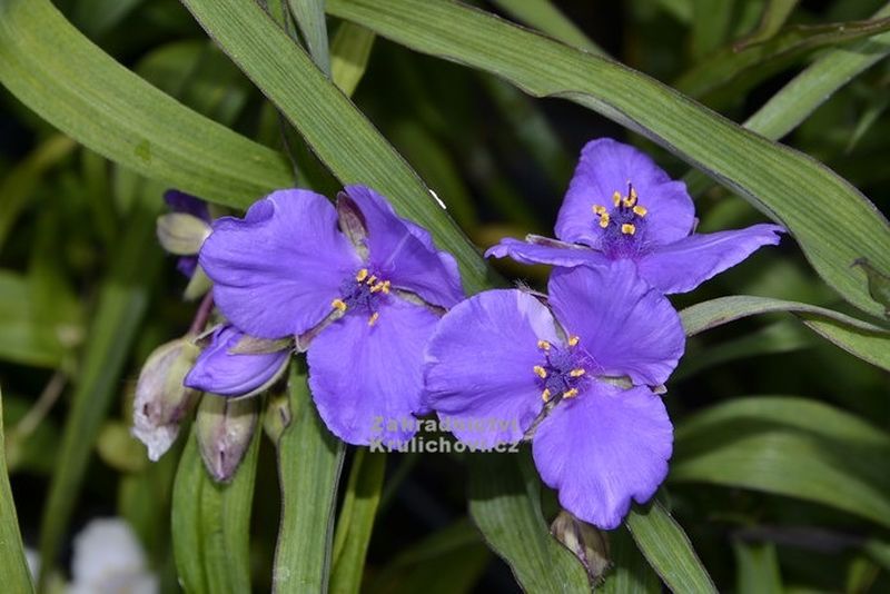 Tradescantia x andersoniana 'Good Luck' - poděnka, voděnka Tradescantia x andersoniana 'Good Luck' - poděnka, voděnka