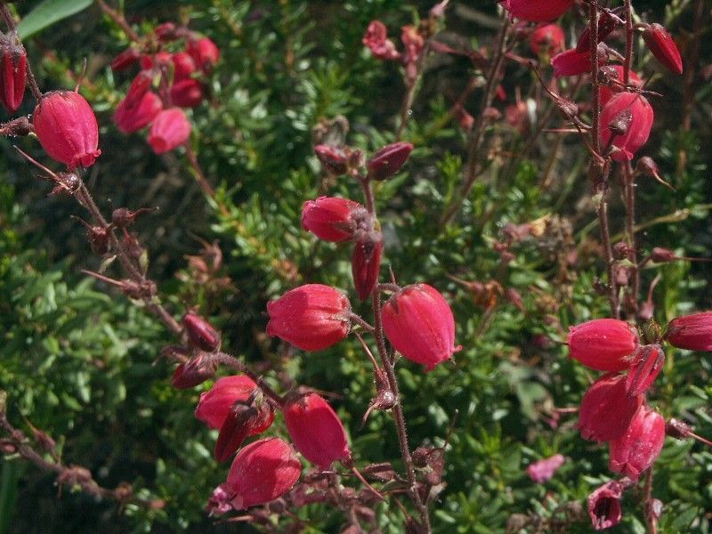 Daboecia cantabrica 'Waley´s Red' - dabécie, irský vřes