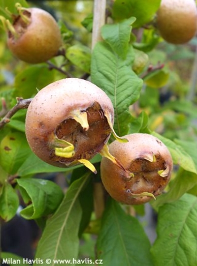 Mespilus germanica 'Nottingham' - mišpule obecná