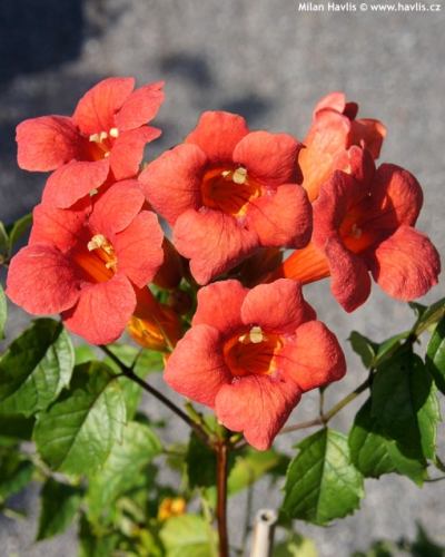 Campsis radicans 'Tango' - trubač Campsis radicans 'Tango' - trubač
