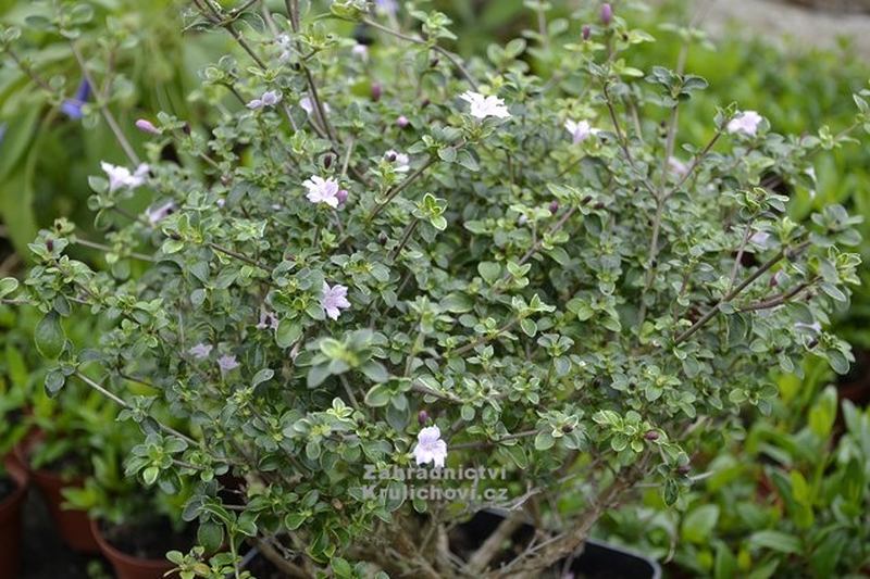 Serissa foetida Rosea - strom tisíce hvězd