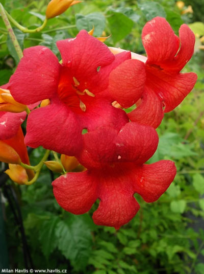 Campsis x tagliabuana 'Dancing Flames' - trubač Tagliabuanův Campsis x tagliabuana 'Dancing Flames' - trubač Tagliabuanův