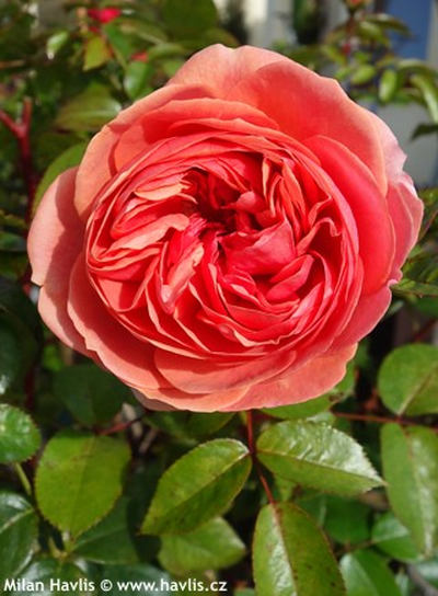 Rosa 'Chippendale'® - růže keřová