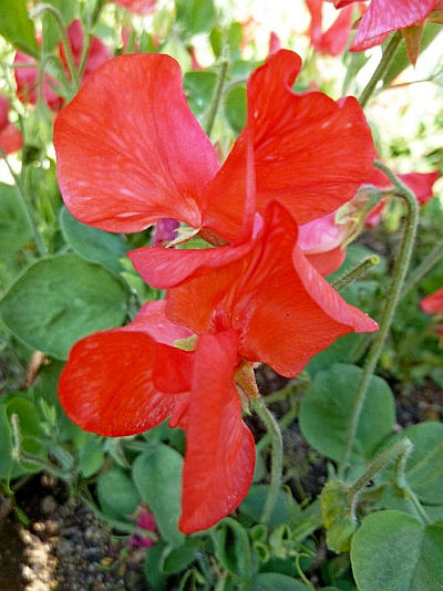 Lathyrus odoratus - hrachor vonný