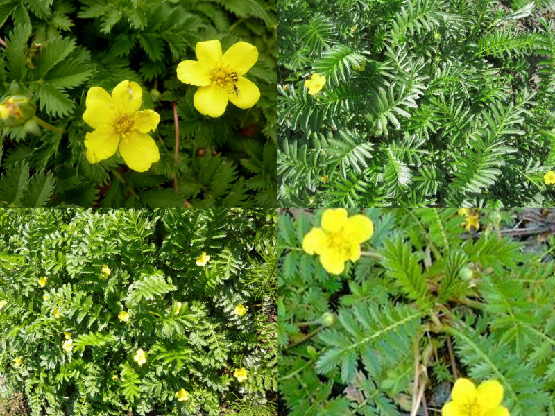 Potentilla anserina - mochna husí