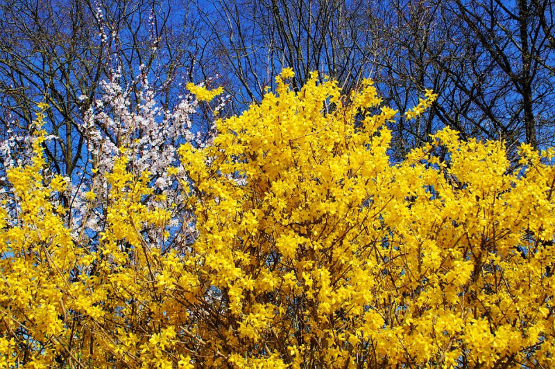 Zlatice - řez (PIXABAY) Zlatice - řez (PIXABAY)