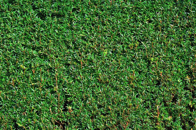 Tis - tvarovací řez: živý plot (PIXABAY) Tis - tvarovací řez: živý plot (PIXABAY)