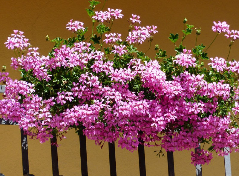 Muškáty (PIXABAY) Muškáty (PIXABAY)