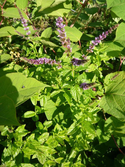Osvěžující bylinky s citronovou vůní: Mentha x piperita