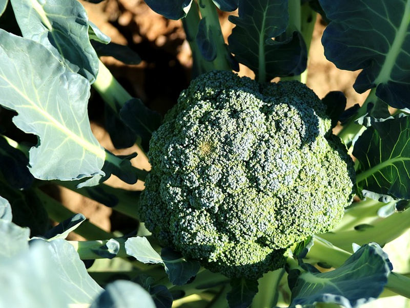 Pěstujte zeleninu pro podzimní sklizeň (PIXABAY)