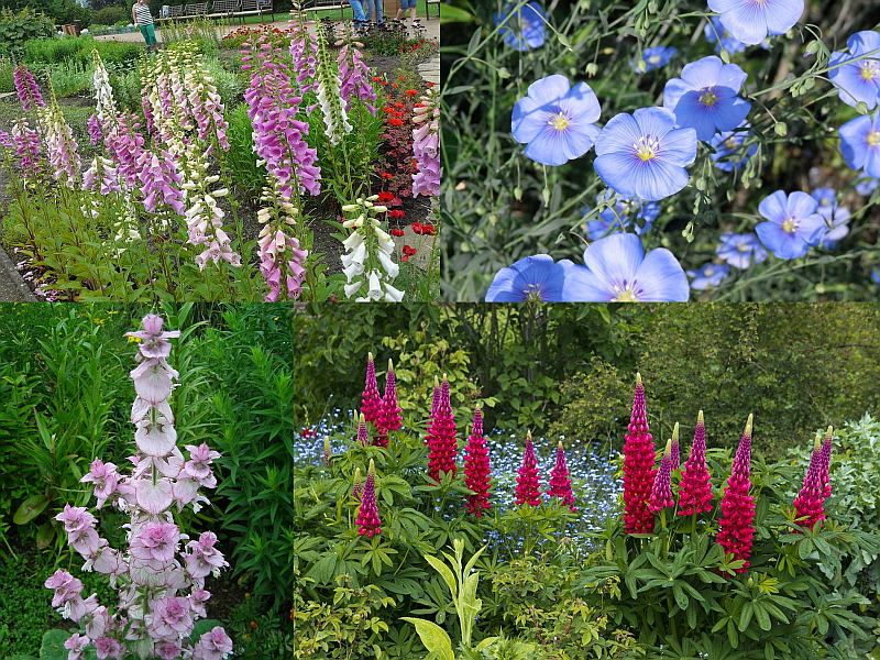 Výplňové rostliny