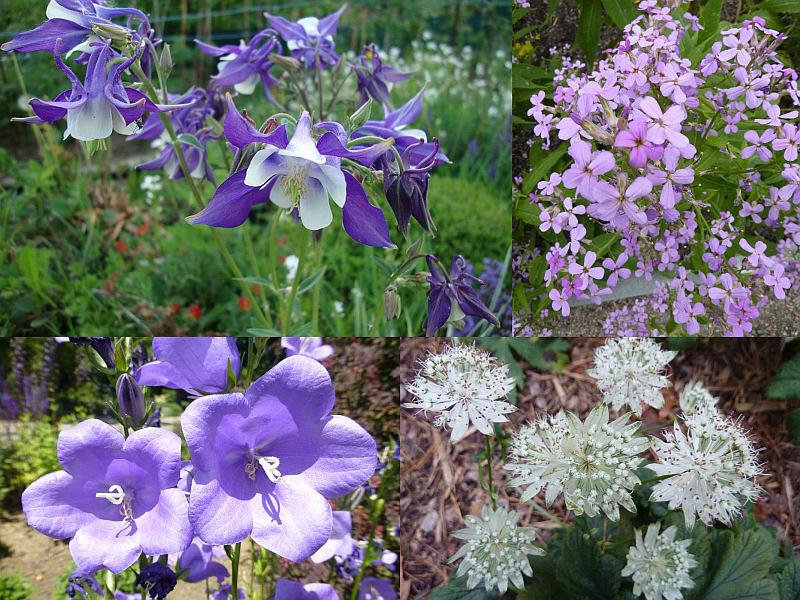 Výplňové rostliny