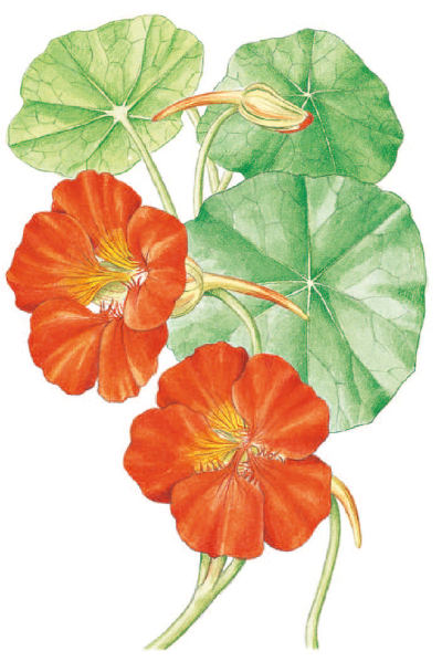 Tropaeolum majus - lichořeřišnice větší (KNIŽNÍKLUB)