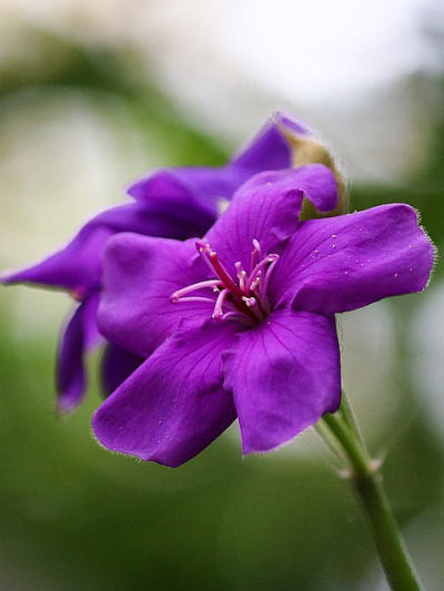 Tibouchina - podhal Tibouchina - podhal