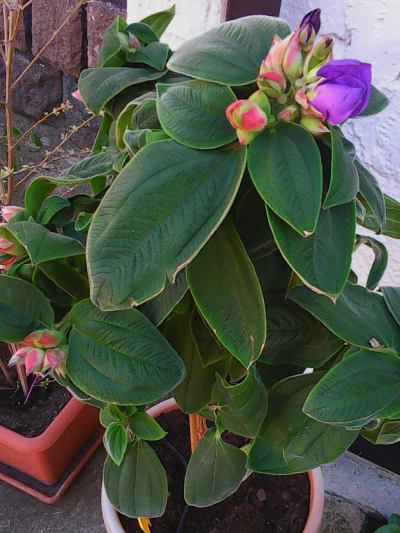 Tibouchina - podhal Tibouchina - podhal