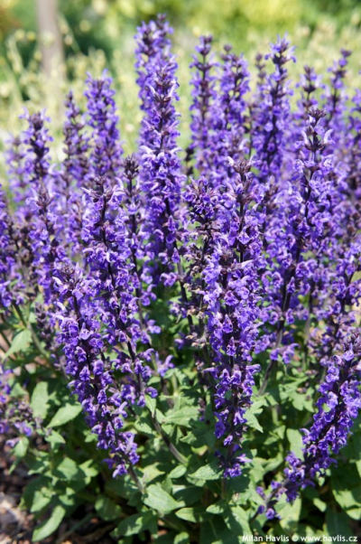 Salvia nemorosa 'Merleau Blue' - šalvěj hajní