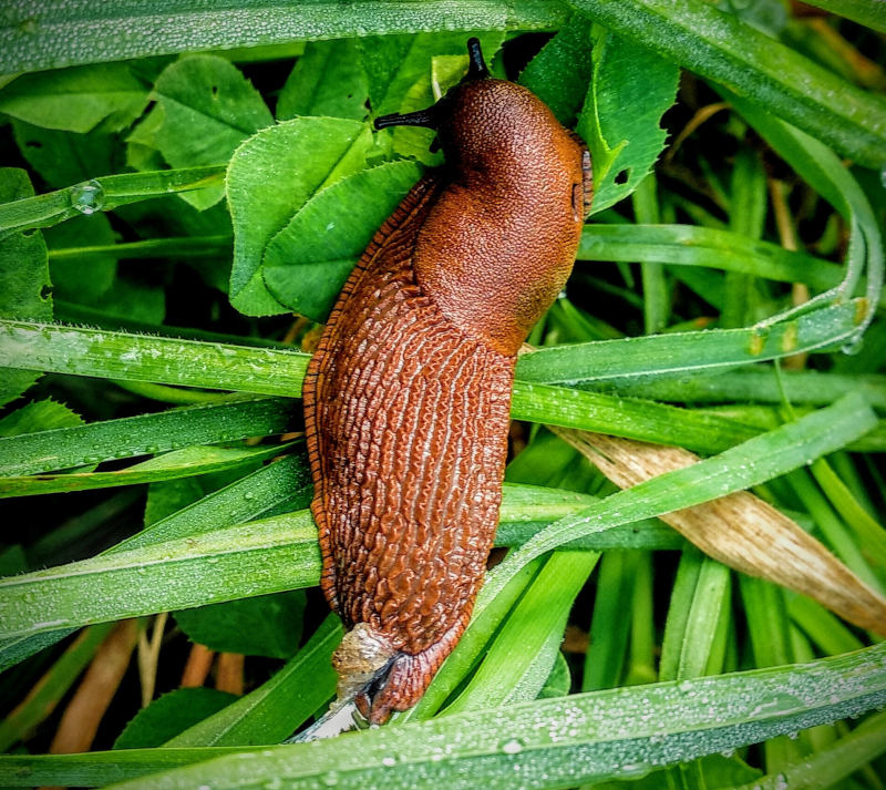 Ochrana proti plžům