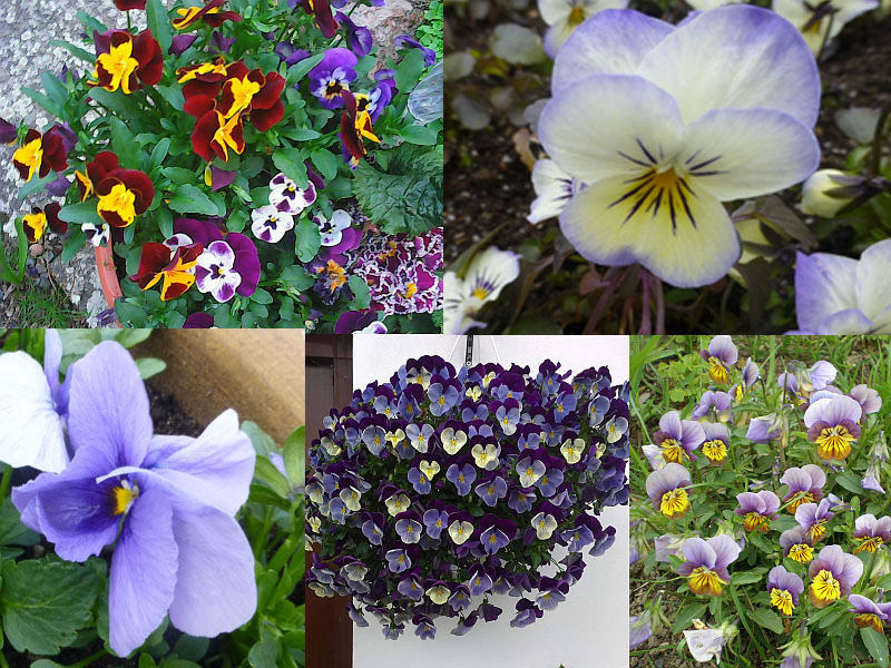 Vytrvalé zimní violky