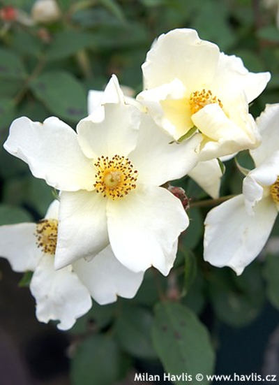 Rosa 'Kew Gardens'' - růže keřová Rosa 'Kew Gardens'' - růže keřová