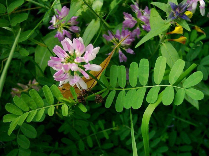 Coronilla varia - čičorka pestrá