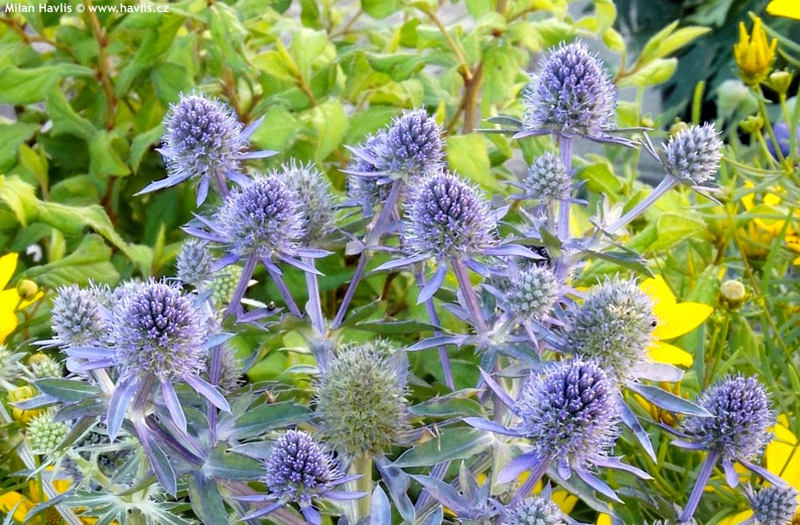 Eryngium planum 'Blue Hobbit' - máčka plocholistá