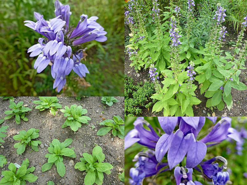 Lobelia inflata - lobelka nadmutá Lobelia inflata - lobelka nadmutá
