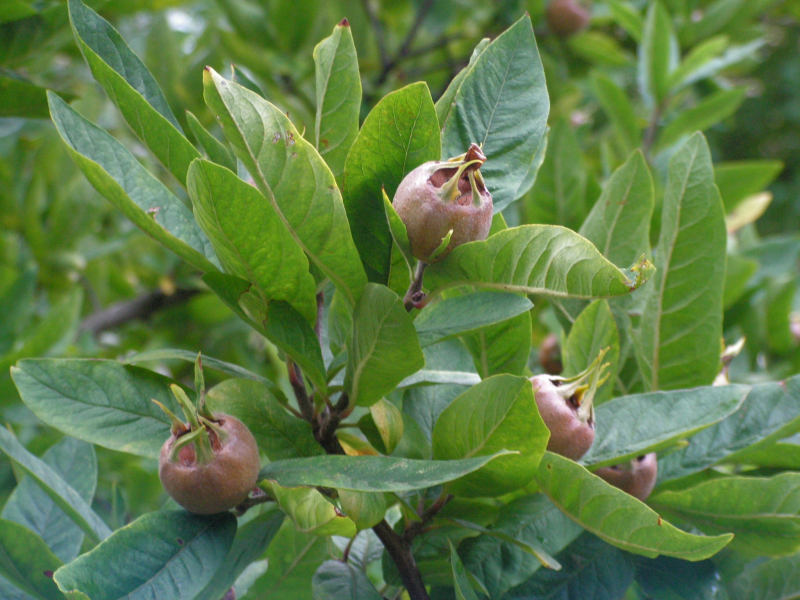 Mespilus germanica - mišpule německá: zrající mišlupe