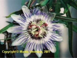 Passiflora - mučenka