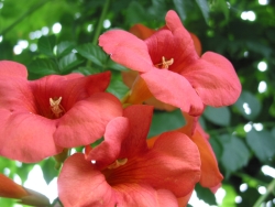 Campsis radicans Campsis radicans