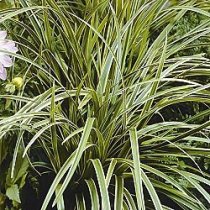 Carex morrowii 'Ice Dance'