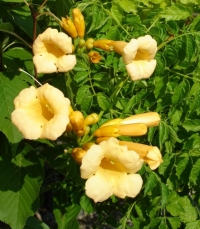 Campsis radicans 'Flava' Campsis radicans 'Flava'