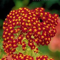 Achillea Fire King Achillea Fire King