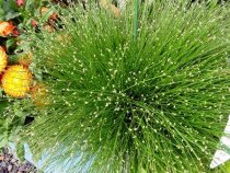 Isolepis cernua - Fiber Optic Grass Isolepis cernua - Fiber Optic Grass