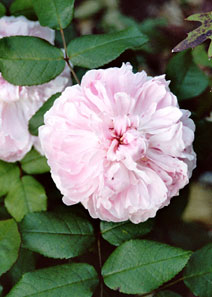 Rosa 'Jaques Cartier'