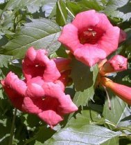 Campsis radicans 'Flamenco' Campsis radicans 'Flamenco'