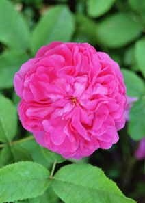 Rosa 'Rose de Rescht' Rosa 'Rose de Rescht'