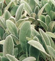Stachys byzantina - Lamb's Ear