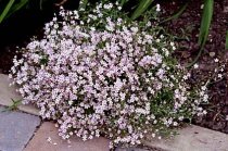 Gypsophila repens 'Rosea' - Creeping Baby's Breath