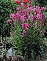 Physostegia virginiana 'Pink Bouquet' - Obedient Plant, False Dragonhead