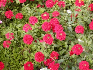 Verbena - sporýš