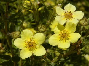 Potentilla fruticosa - mochna křovitá
