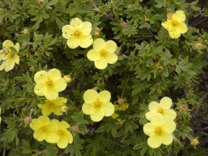 Potentilla fruticosa - mochna křovitá
