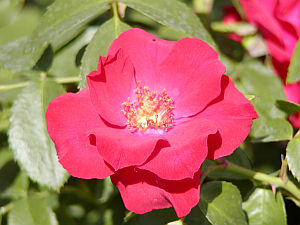 Rosa Austriana - růže