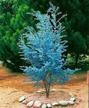Eucalyptus gunnii - Cider Gum