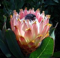 Protea magnifica 'Atlantic Queen' - Bearded Protea Protea magnifica 'Atlantic Queen' - Bearded Protea