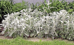 Stachys olympica (byzantina) - čistec