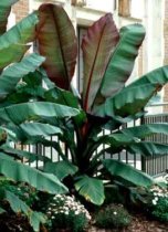 Ensete ventricosum - Red Abyssinian Banana