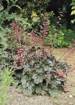 Heuchera x brizoides - dlužicha