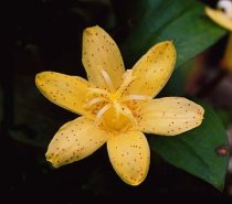 Tricyrtis 'Golden leopard' - Toad Lily