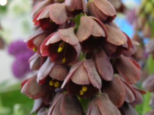 Fritillaria persica - řebčík perský Fritillaria persica - řebčík perský